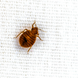 bed bug on white cloth
