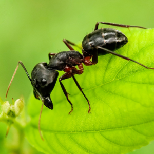 Carpenter ant on a leaf