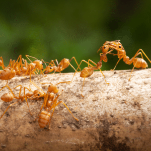 fire ants on a branch
