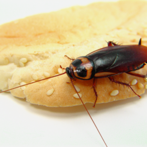 roach on a piece of bread