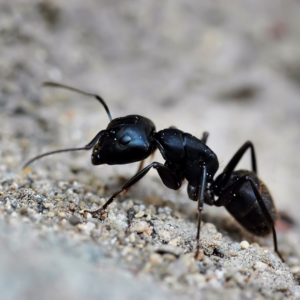 small lack ant in dirt
