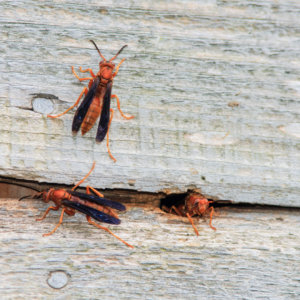 red wasps on a wall