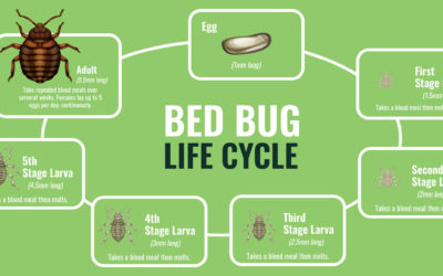 Why You Should Care About A Bed Bug