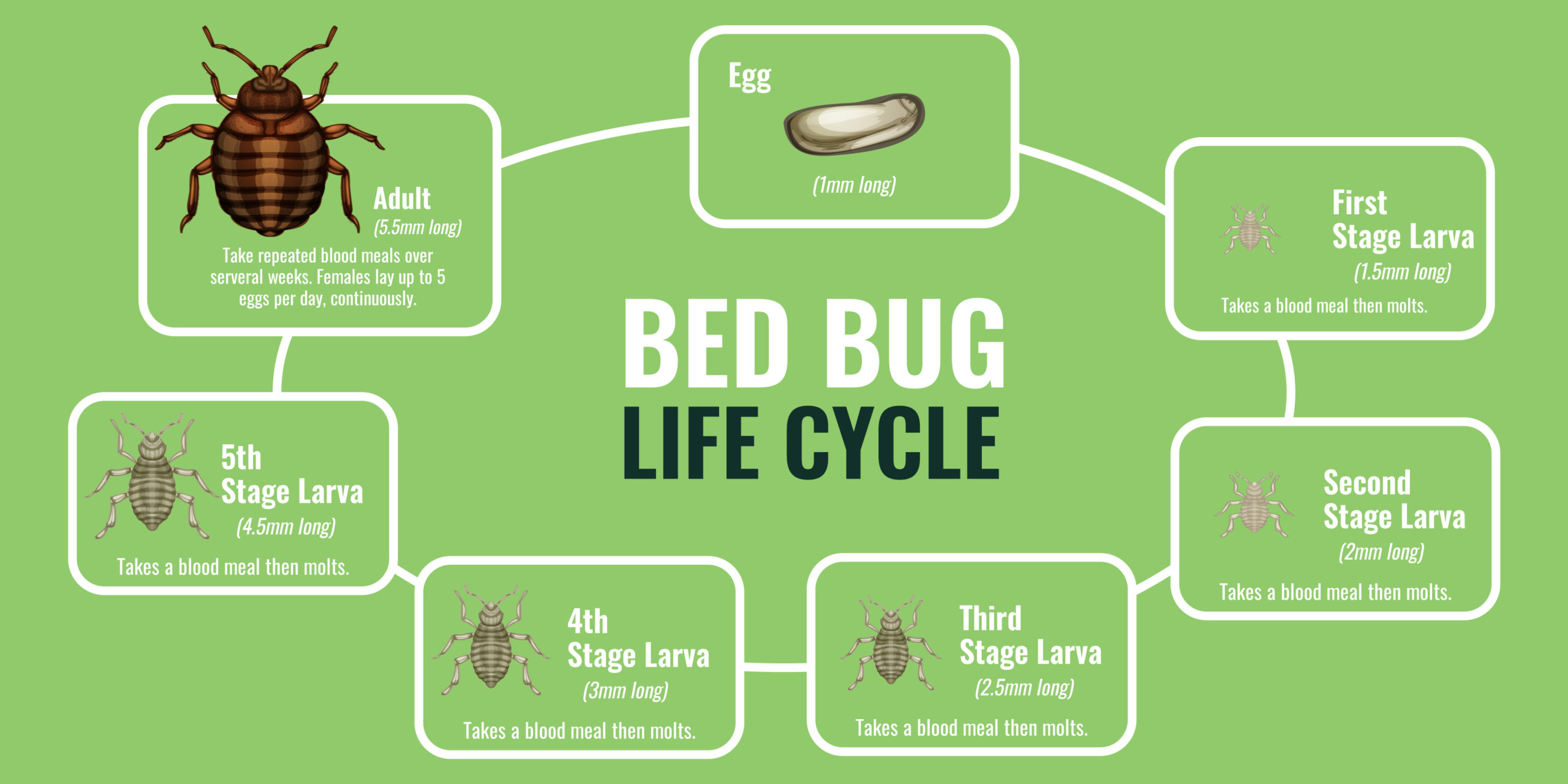 A graphic depicting the life cycle of a bed bug from the egg to the mature adult.
