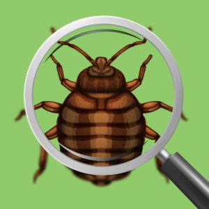 A graphic of a bed bug under a magnifying glass
