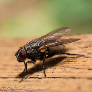 house fly on a wooden table