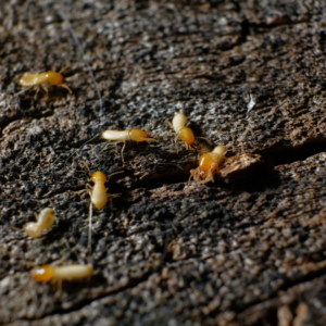 termite infestation on rotted wood