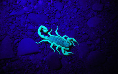 All You Need To Know About the Striped Bark Scorpion