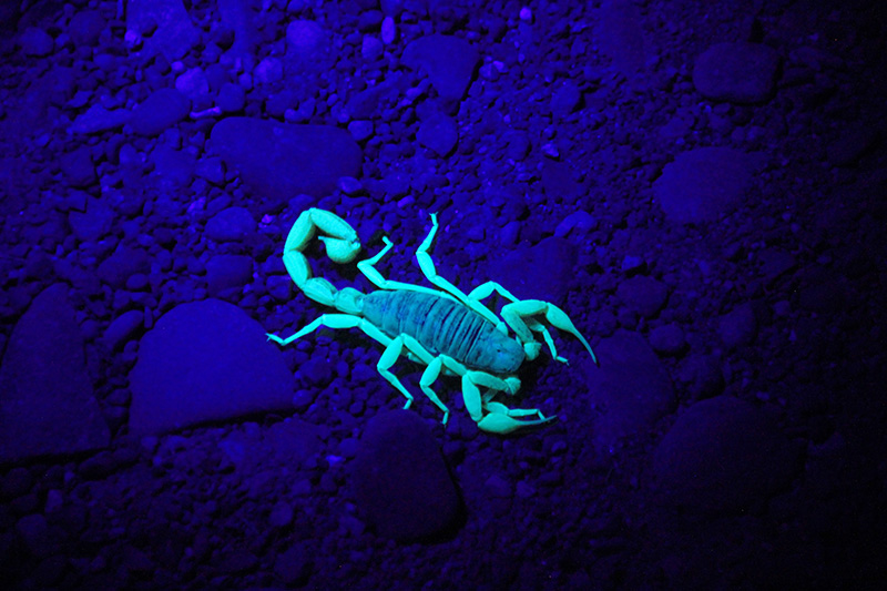 A scorpion glows bright turquoise against the rocks when a black light is shined on it.