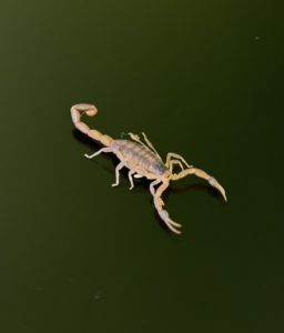 A beige scorpion in Texas against a dark green background.