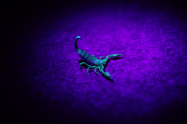 A scorpion glows blue when a black light is shined on it.