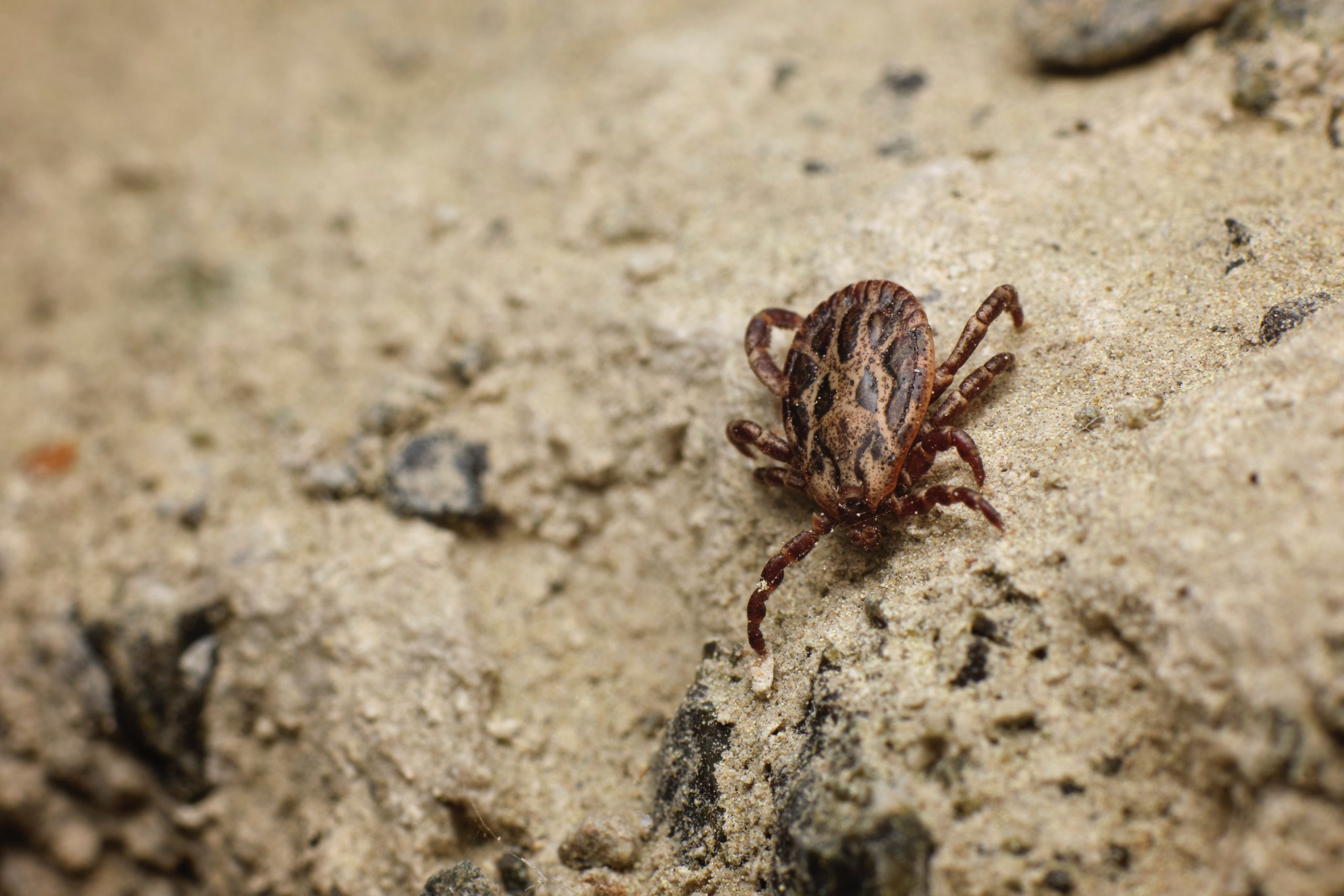 A brown and beige Texas tick crawls on a rock.
