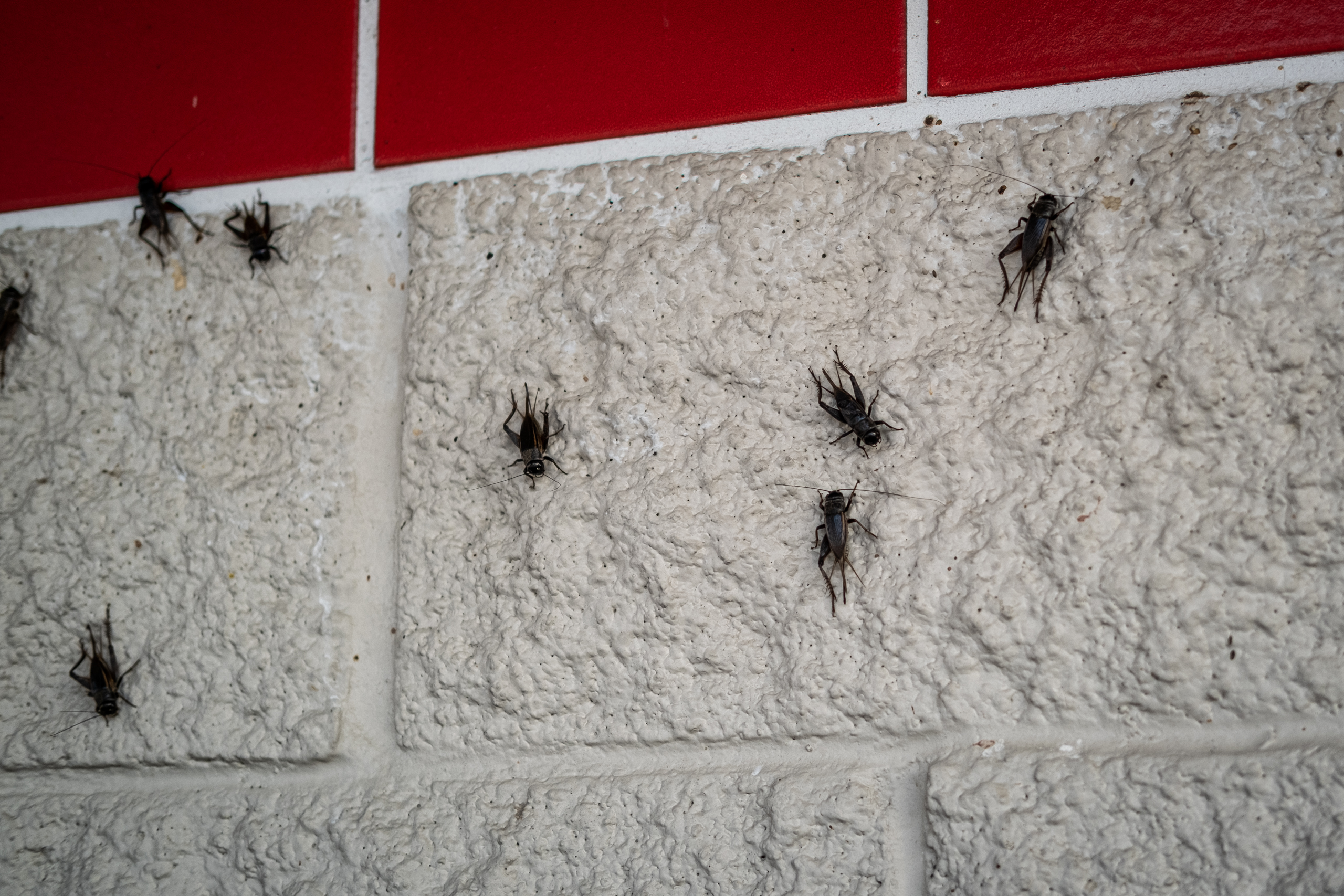 Black field crickets are seen on a gray block wall.