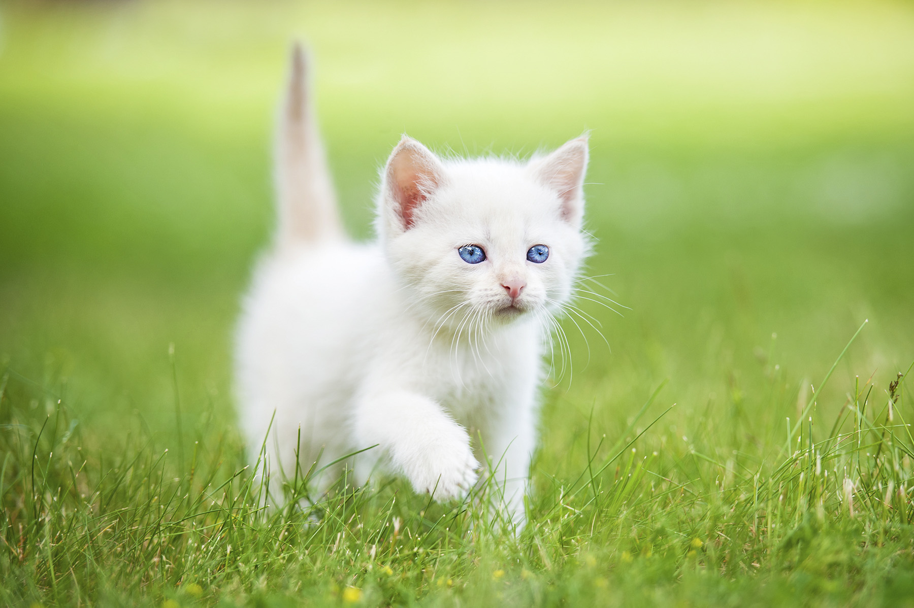 A fluffy white kitten with blue eyes walking through green grass battling fleas in Texas