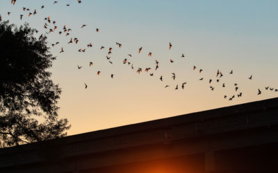 Bats In Texas