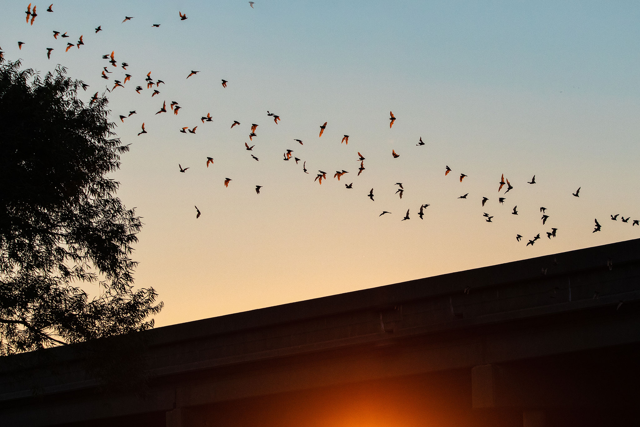 Several bats are seen flying over a roof line at sunset.