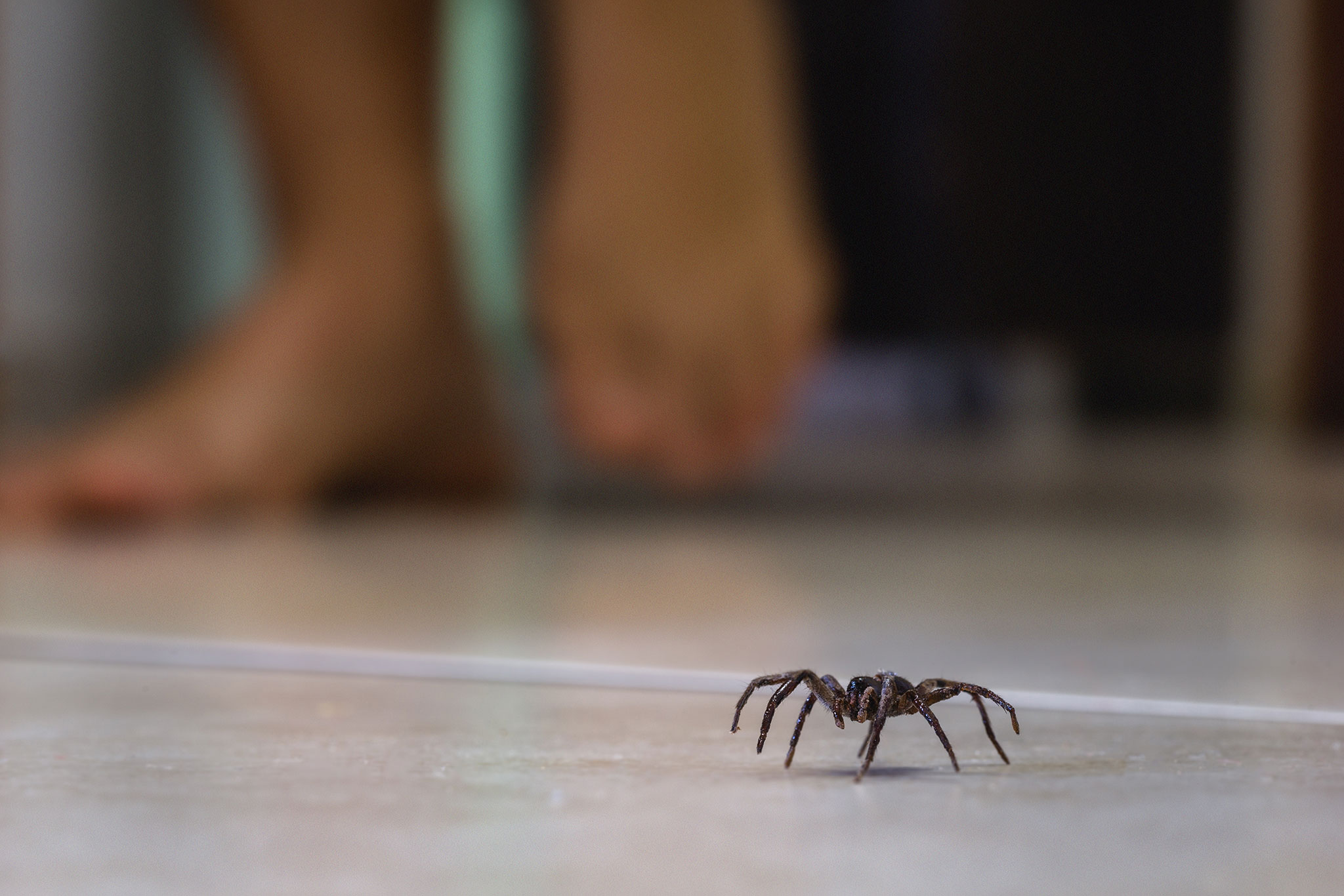 A close up of a spider scurrying across a concrete floor with someone walking in the background.