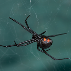 Black widow on her web