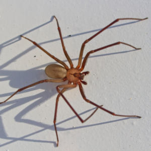 brown recluse on white wall, spiders in texas blog