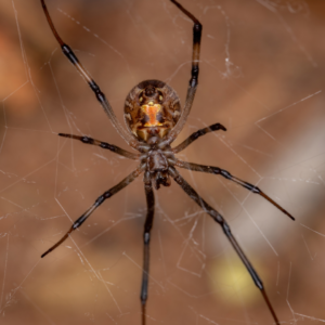 brown widow in her web