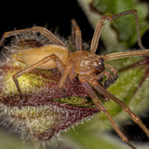 yellow sac spider on a leaf, spiders in texas blog