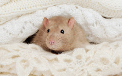 Mice in Winter