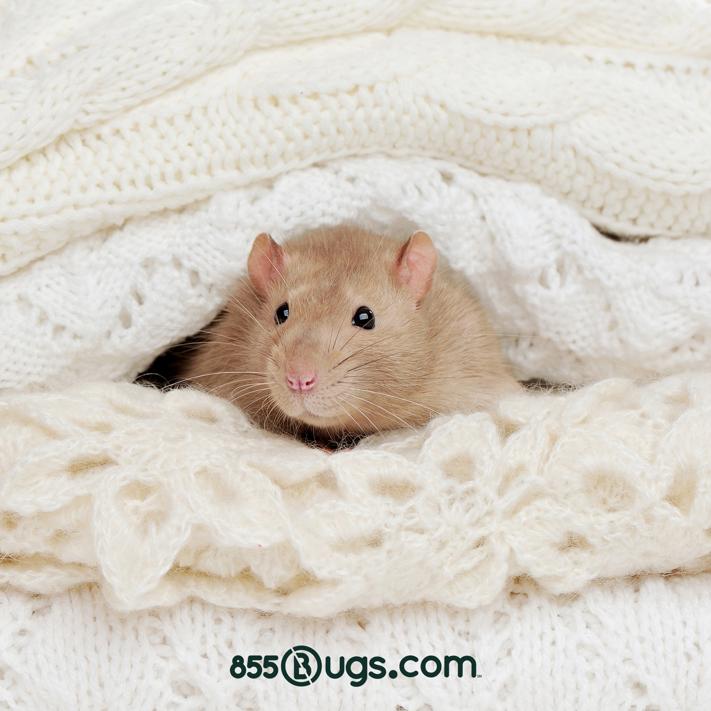 A front facing close up of a beige mouse nestled in a cream colored knitted blanket.