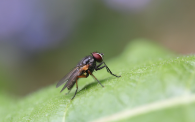 The House Fly: How Long Do Flies Live? 