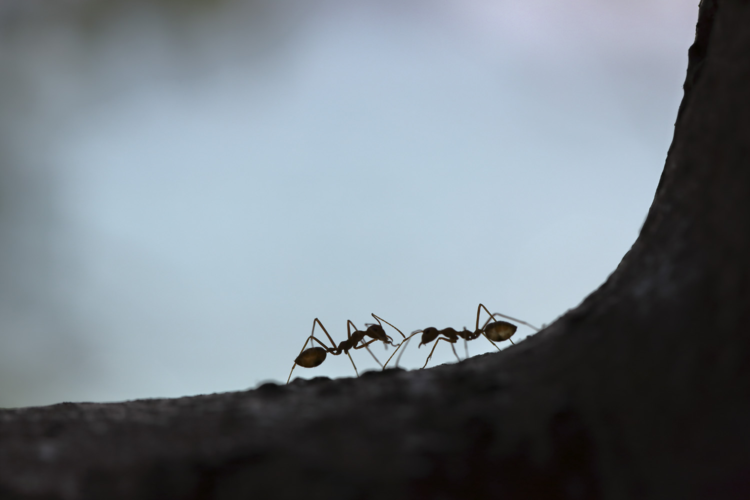 A close up silhouette of two ants walking on a tree limb.