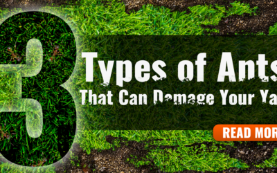 3 Types Of Ants That Can Wreak Havoc On Your Yard