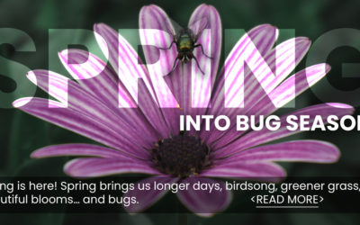 Bug Season