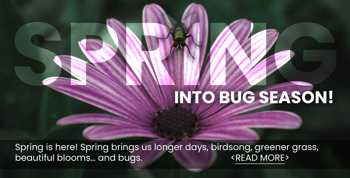 A "Spring Into Bug Season" graphic shows a purple flower with a bee on the petals.