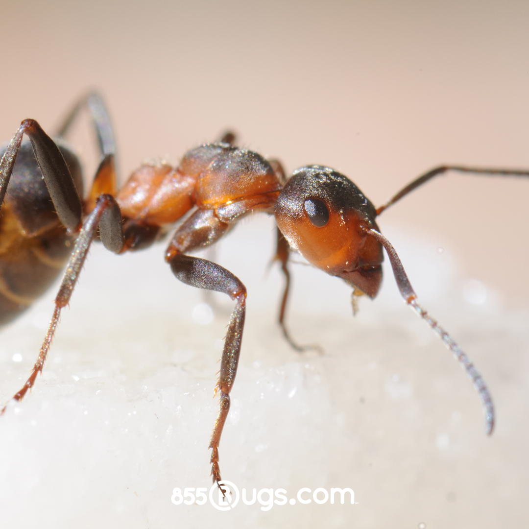 Extreme close up of an amber colored sugar ant against a light background
