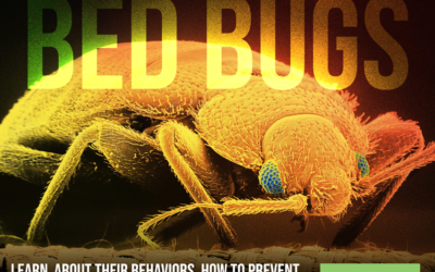 How to Detect, Prevent, and Treat for Bed Bugs