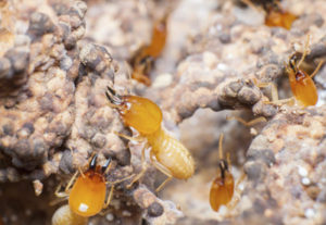 Close up image of golden colored termite soldiers. How to spot, treat, and prevent termites blog