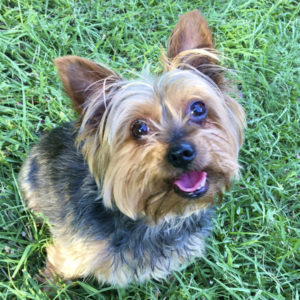 A yorkie is seen sitting in the grass looking up at the camera. Flea prevention blog
