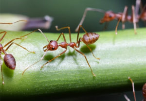 Close up of reddish brown ants on a green stem.