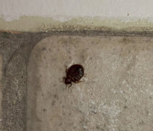 A full bed bug is shown on a gray tile.
