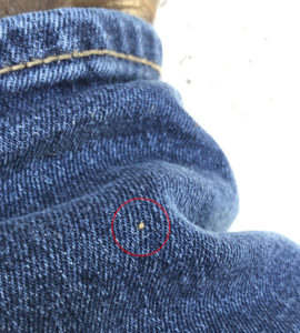 An extreme close up of blue jeans showing a tiny tan bed bug.