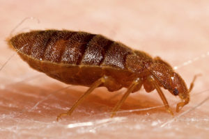 Close up of a bed bug on skin