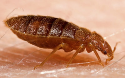 Bed Bug Treatment, Behavior, and Prevention Tips