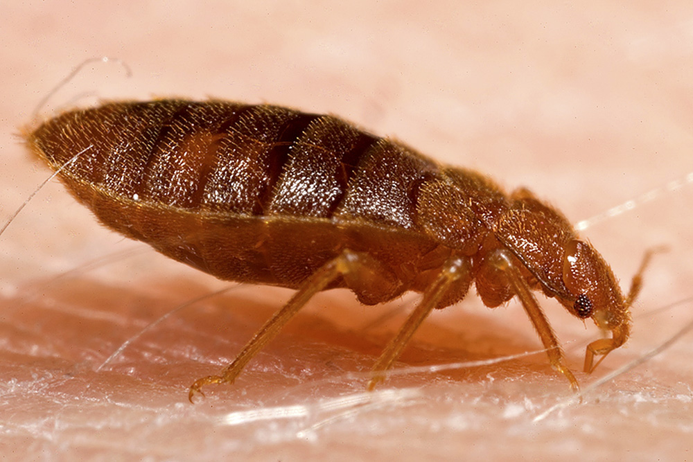 La King Bed Bugs Extermination Los Angeles