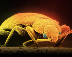 Close up artistic rendering of a bed bug glowing in oranges and yellows