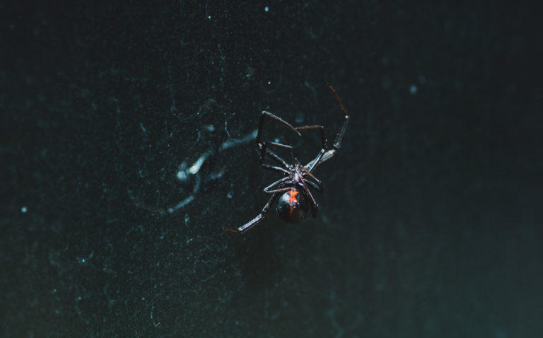 Close up of a black widow spider in a web against a black background.