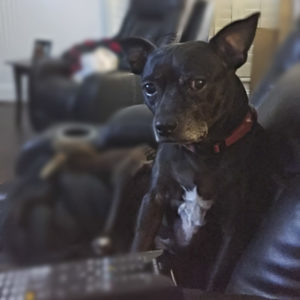 A small black dog is seen sitting on a leather sofa looking at the camera. Flea prevention blog