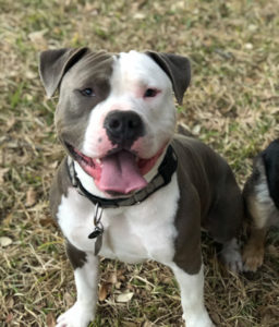 A gray and white pit bull is seen sitting in the grass looking up at the camera with his tongue out. Flea prevention blog