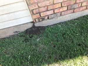 A fire ant mound and tube is seen in the grass at the base of a home.