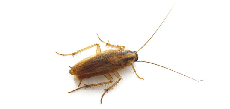 Overhead view of a German cockroach against a white background.