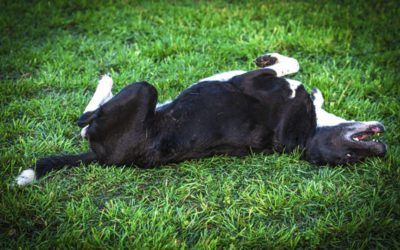 The Importance of Pest and Flea Control for Pets