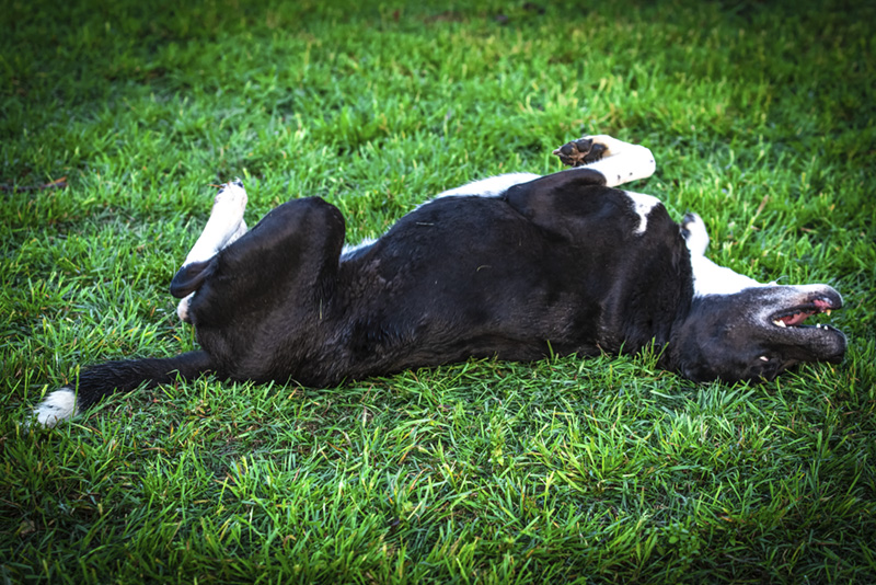 A black and white dog is seen rolling around in the grass.